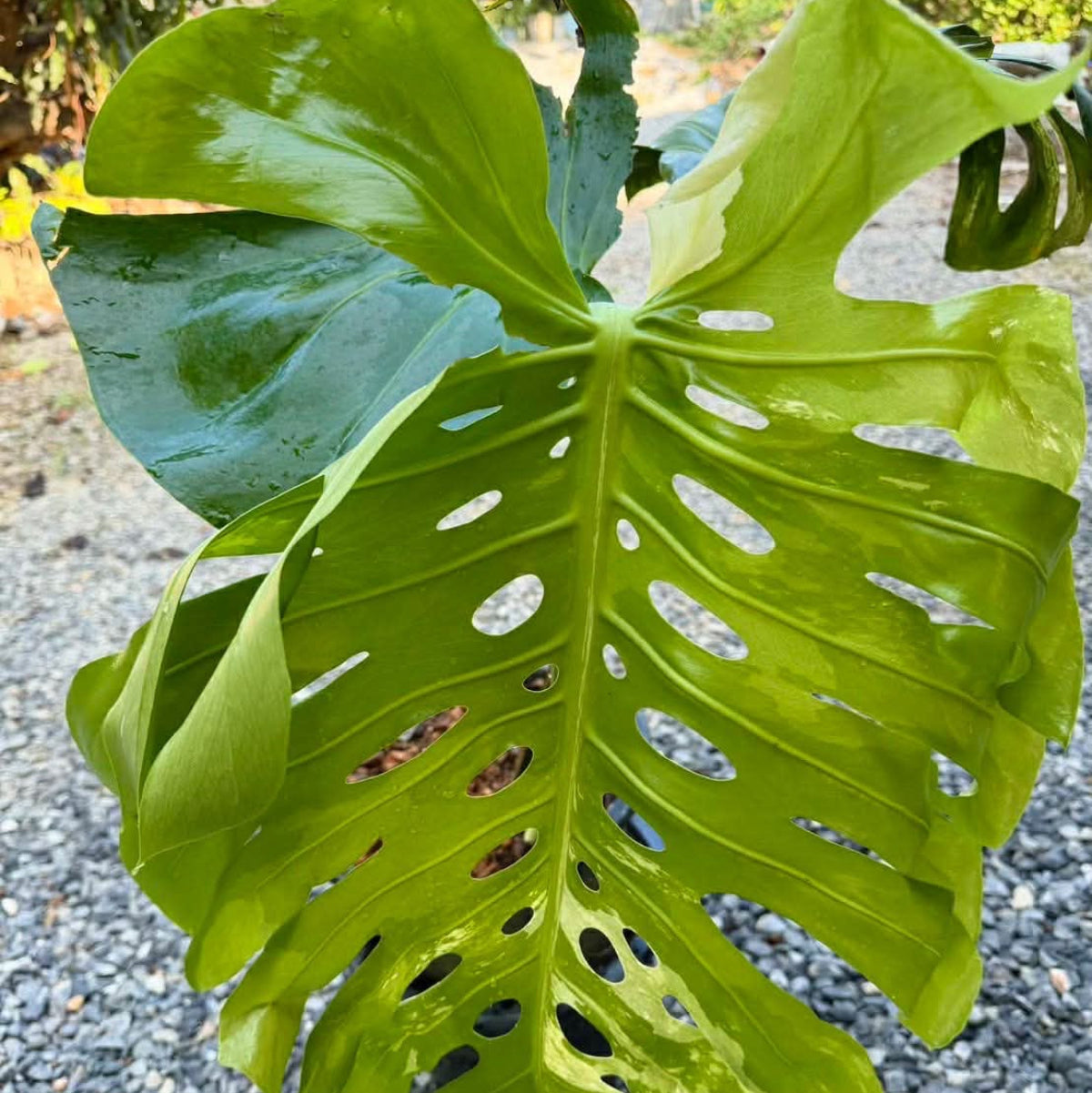 【Live販売】 28番　モンステラ・デリシオーサ　seed『001』