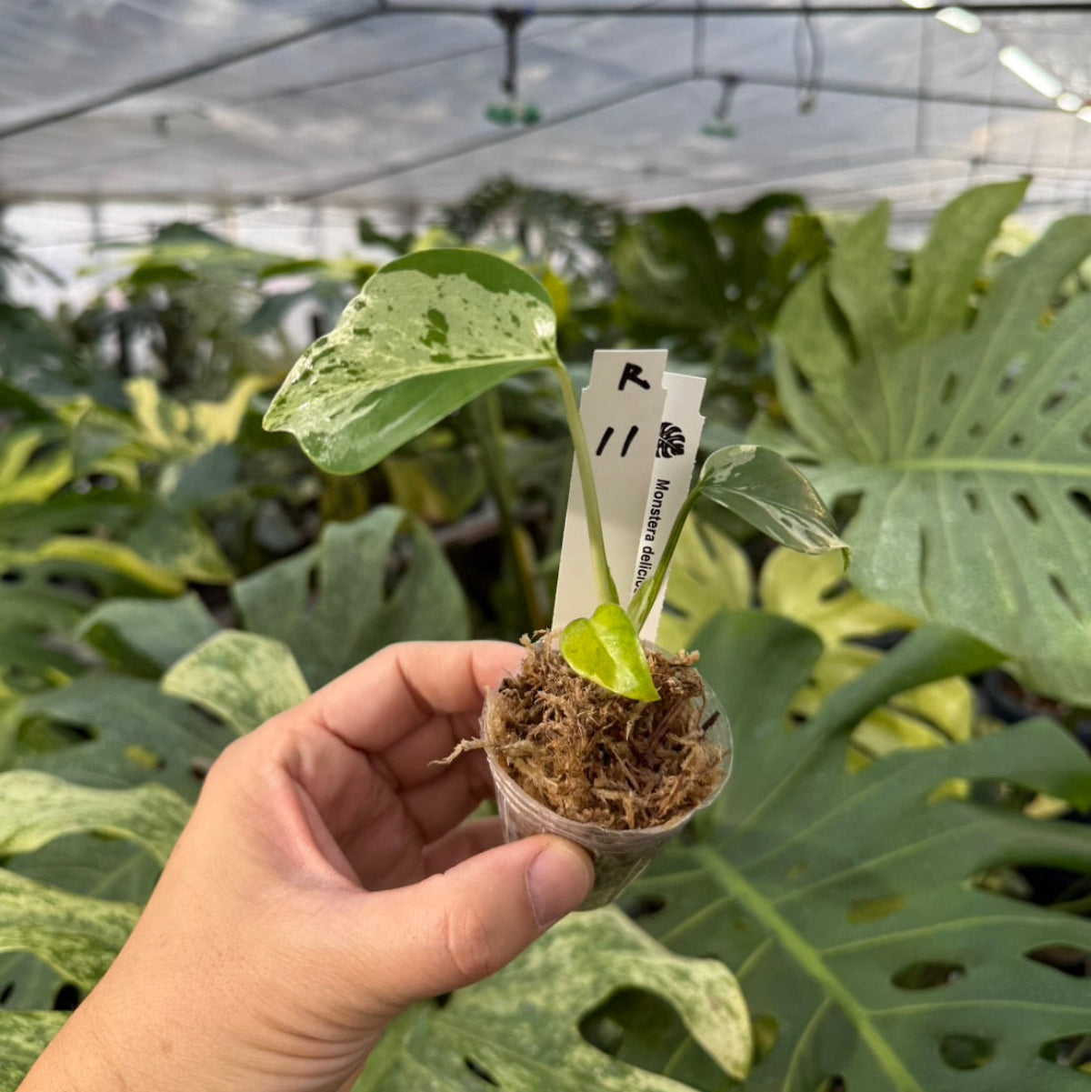 【コレクション】モンステラ・デリシオーサ 'ベトシオーサ'2号サイズ