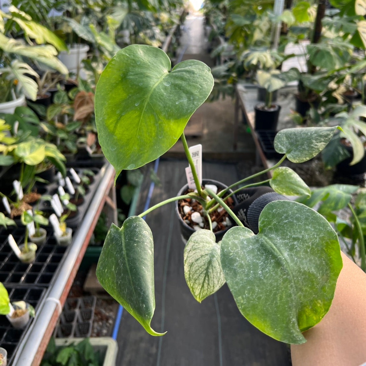 50%OFF【選抜株】モンステラ・デリシオーサ 'ホワイトモンスター' 3.5号サイズ