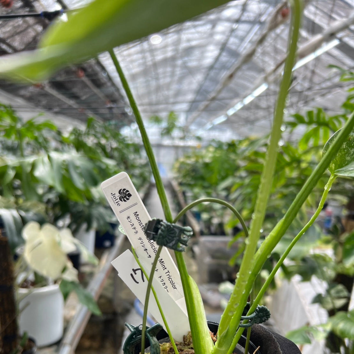 【選択可能】【コレクション】モンステラ　デリシオーサ 'ミント トリカラー' 3号サイズ