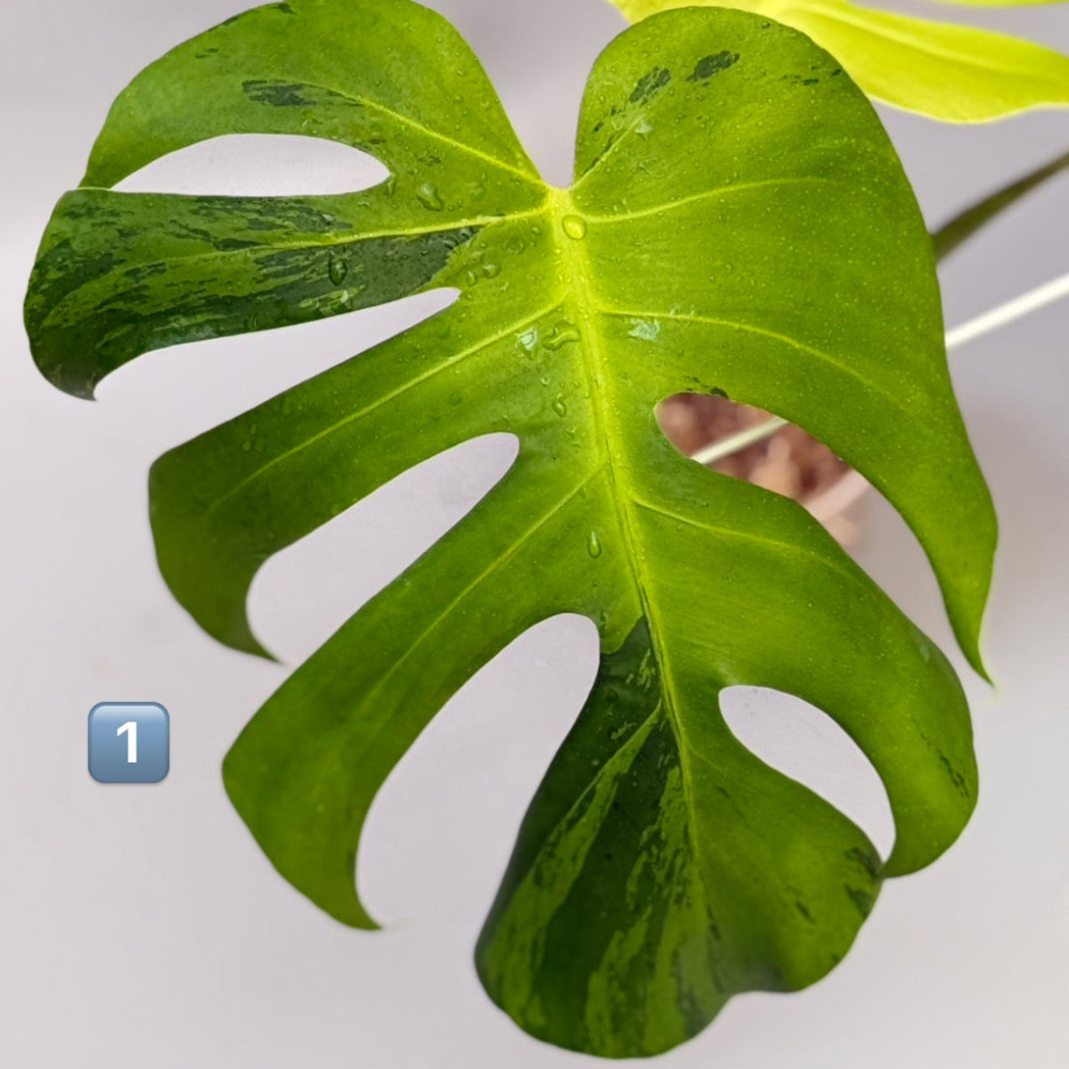 【タイナーセリー直売】 015番　モンステラ・デリシオーサ 'ライトライム' 002【送料着払い】