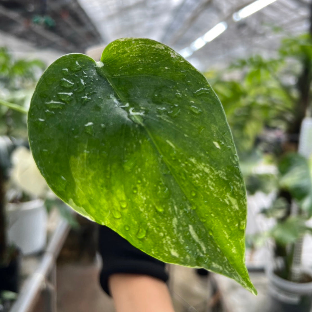 【選択可能】【コレクション】モンステラ　デリシオーサ 'ミント トリカラー' 3号サイズ