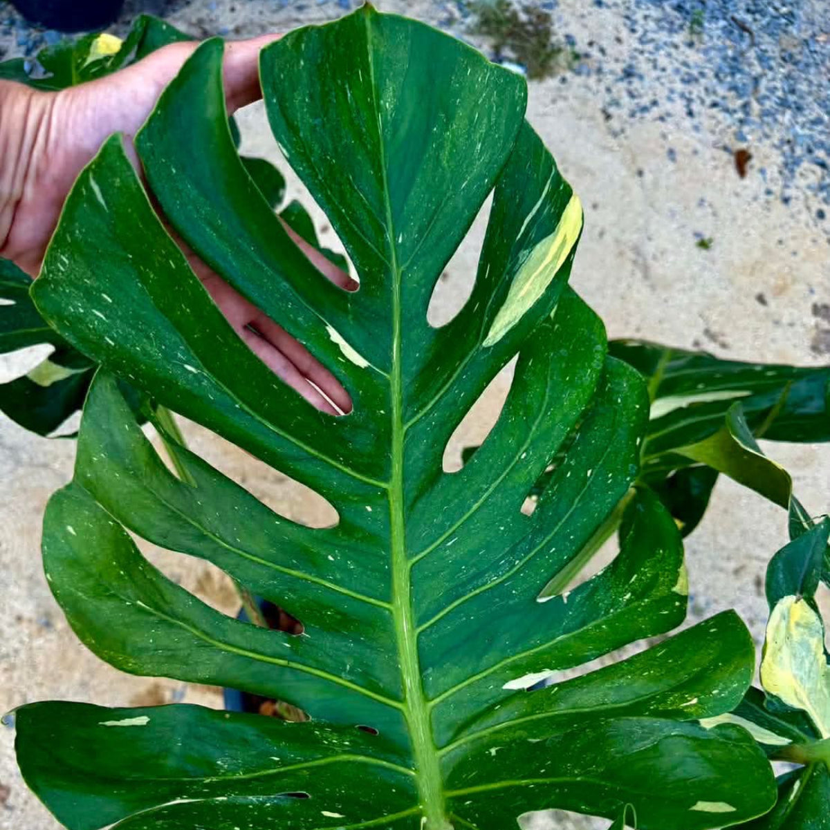 【Live販売】 53番　モンステラ・デリシオーサ NOID『009』