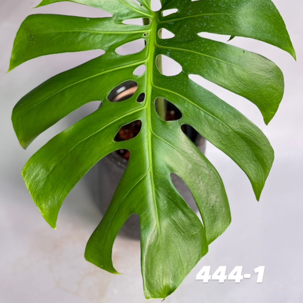【予約販売7-444-1/2】モンステラ　デリシオーサ 'NO6'