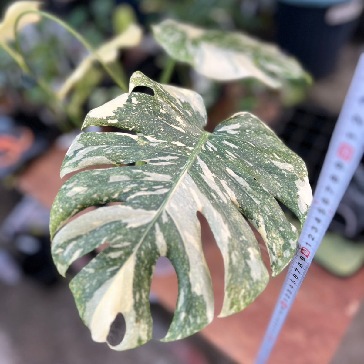 【コレクション】モンステラ デリシオーサ  'タイコンステレーション クレームブリュレ'