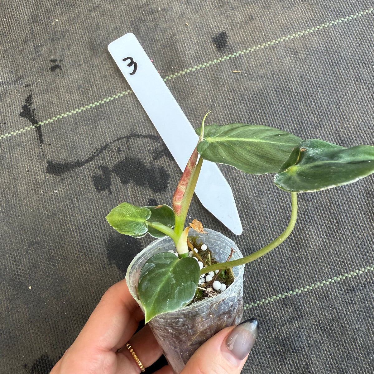 【発売再開】フィロデンドロン　アマゾンサンセット　2号サイズ