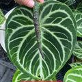 アンスリウム Anthurium 'Dorayaki' Hybrid