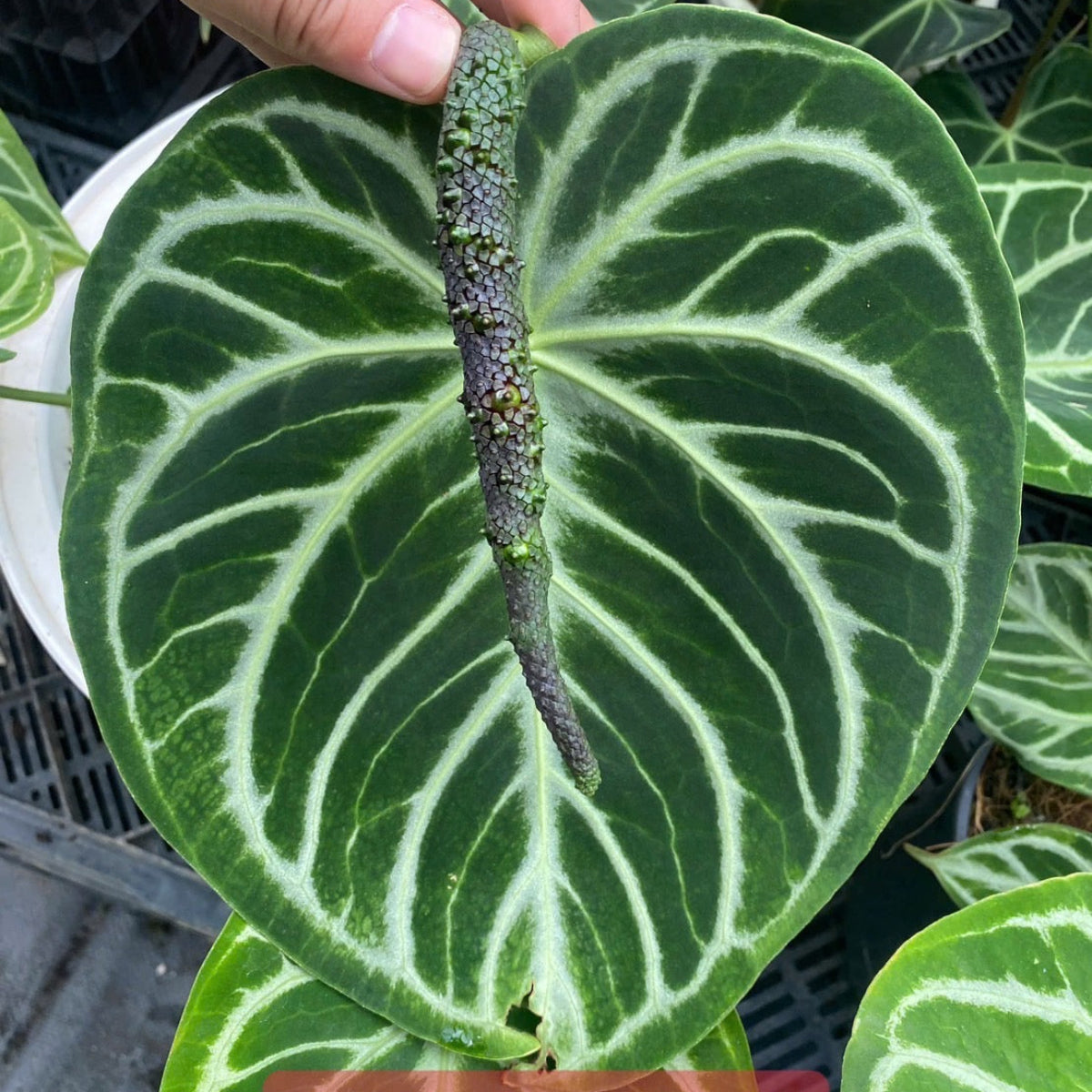 アンスリウム Anthurium 'Dorayaki' Hybrid