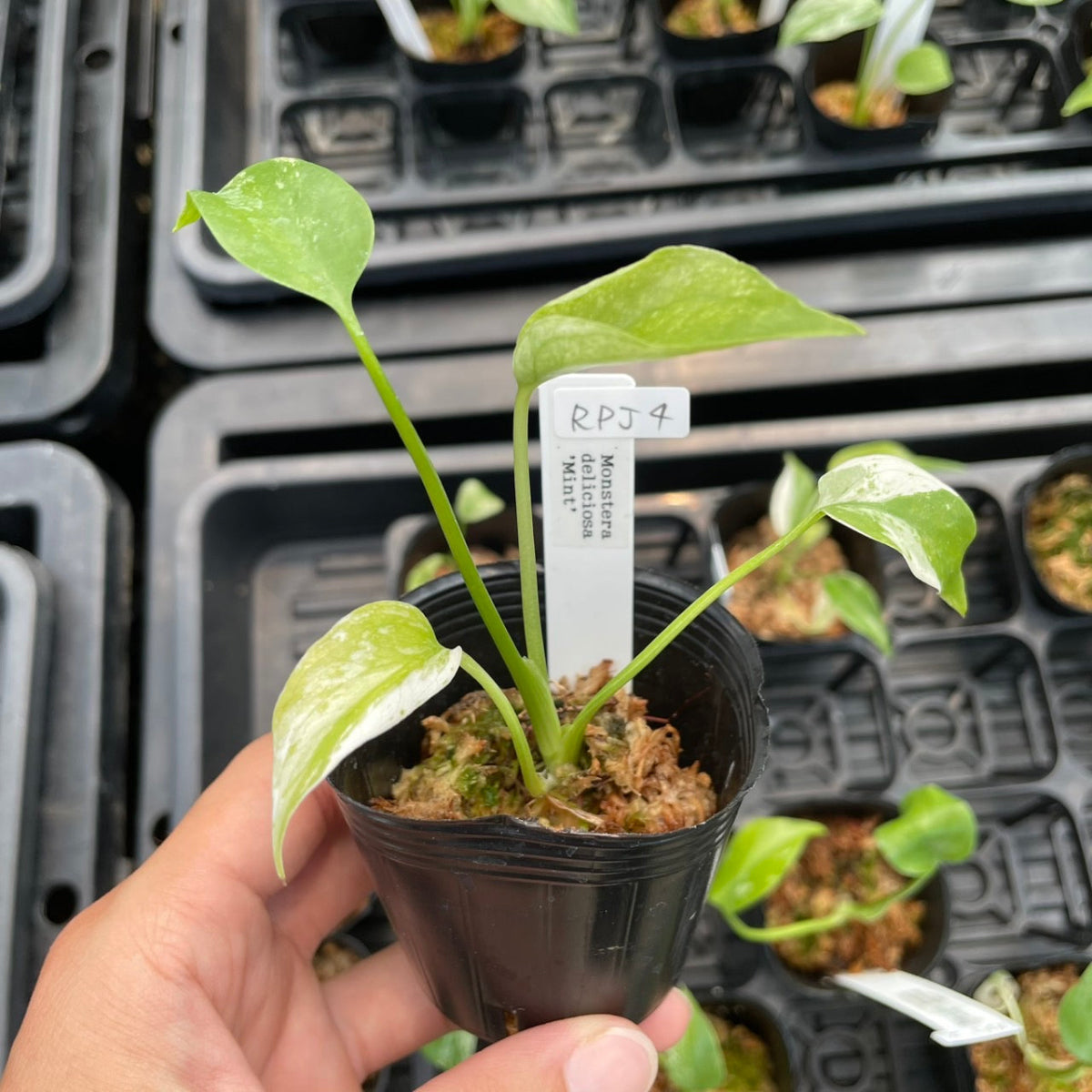 SALE】モンステラ デリシオーサ 'ミント' 2号 – RARE PLANTS JAPAN
