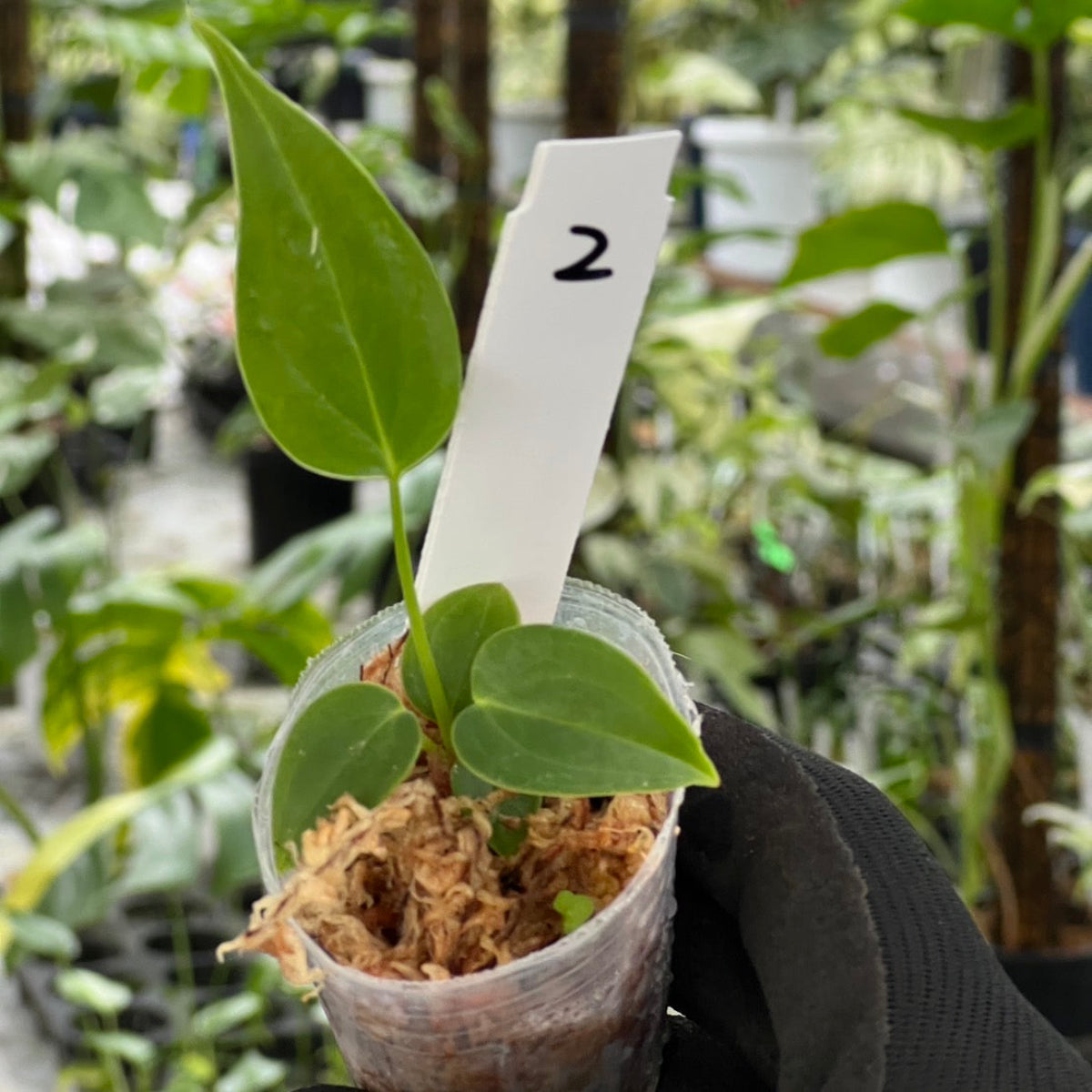 選択可能】アンスリウム ベイチー 2号ポリポット – RARE PLANTS JAPAN