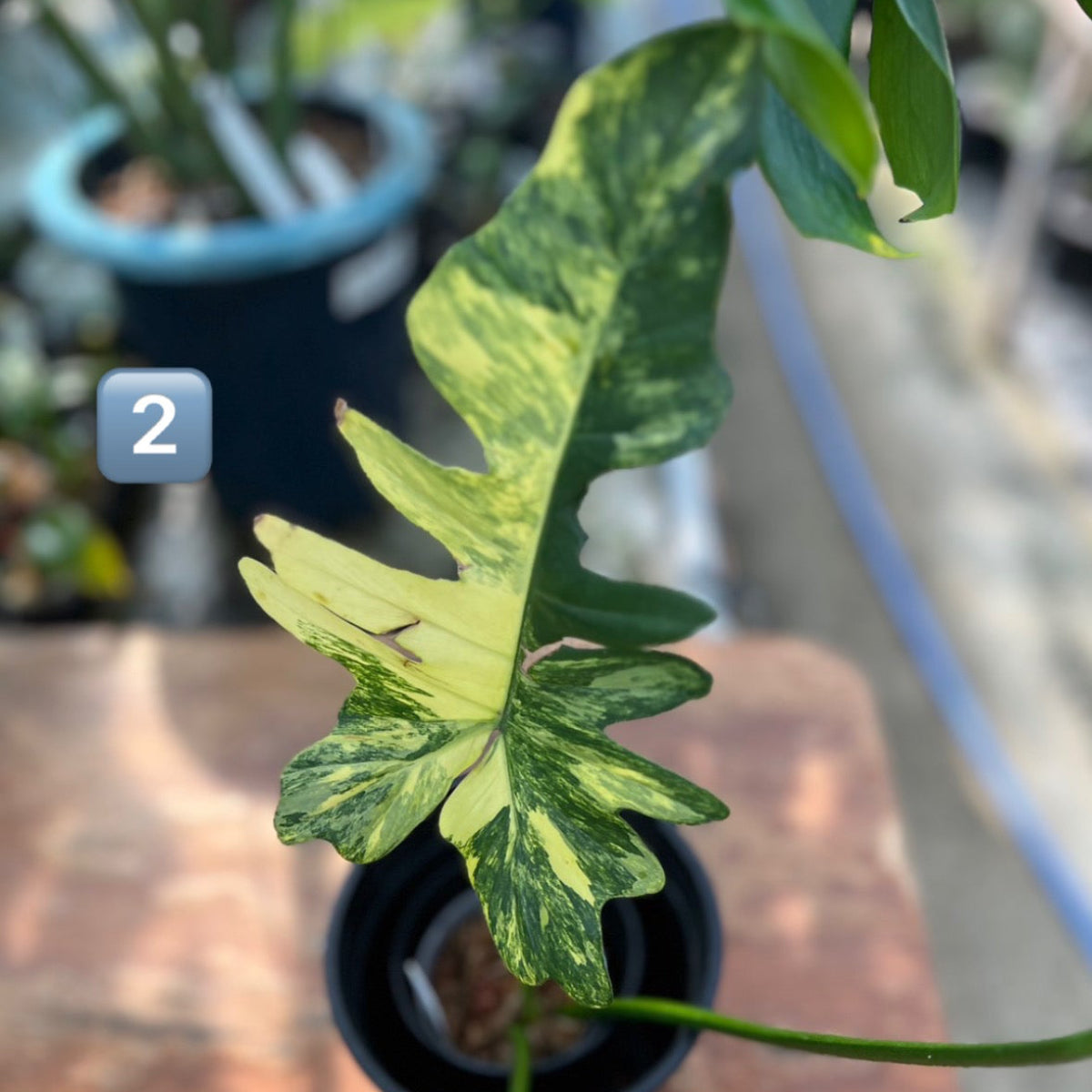 【希少/コレクション】フィロデンドロン 'キティナ'（フロリダビューティー✖️マヨイ）