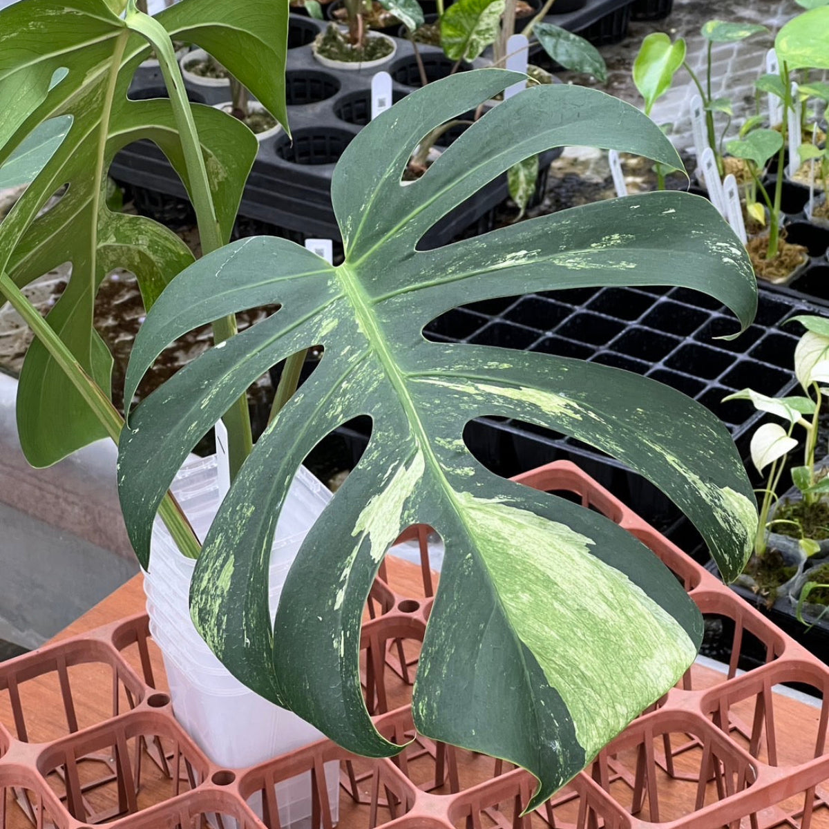 モンステラ 'ボルシギアナミント' 厳選カット苗 – RARE PLANTS