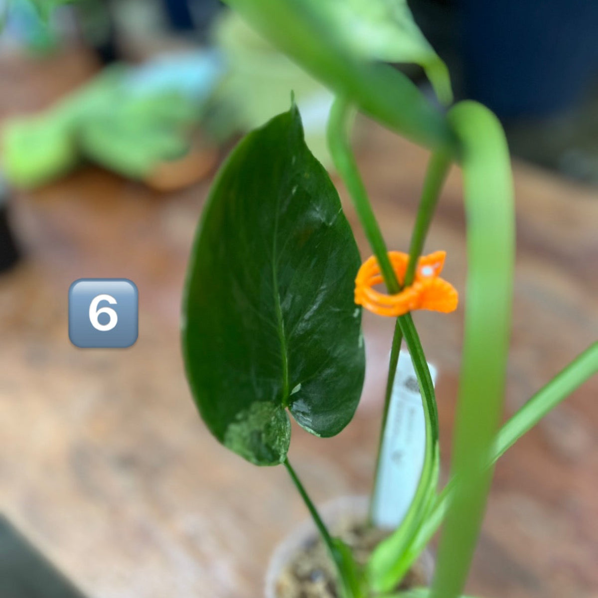 【ウィンターセール】モンステラ・デリシオーサ 'ベトシオーサ'