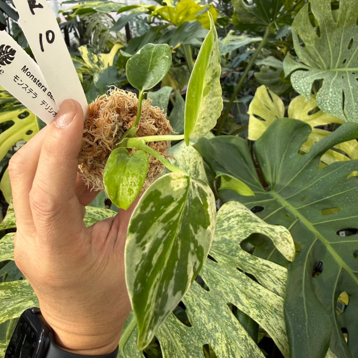 【コレクション】モンステラ・デリシオーサ 'ベトシオーサ'2号サイズ