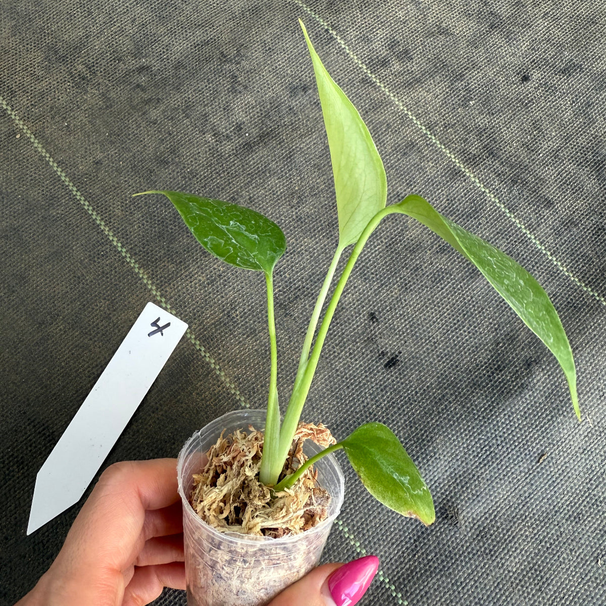 【希少/再入荷】モンステラ・デリシオーサ var.シエラナ 2号サイズ