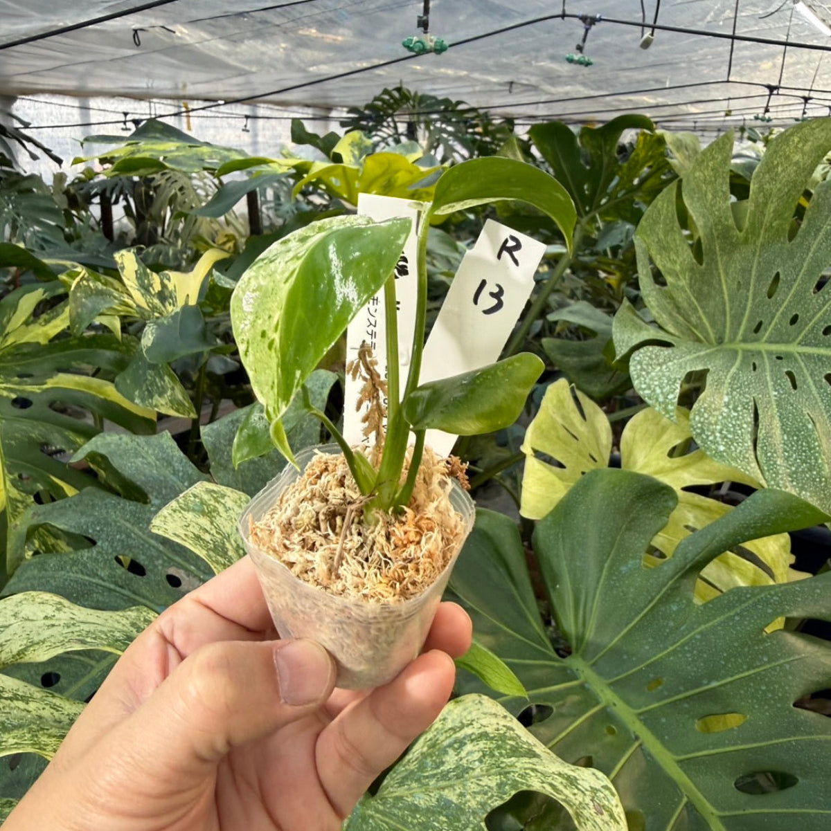 【コレクション】モンステラ・デリシオーサ 'ベトシオーサ'2号サイズ