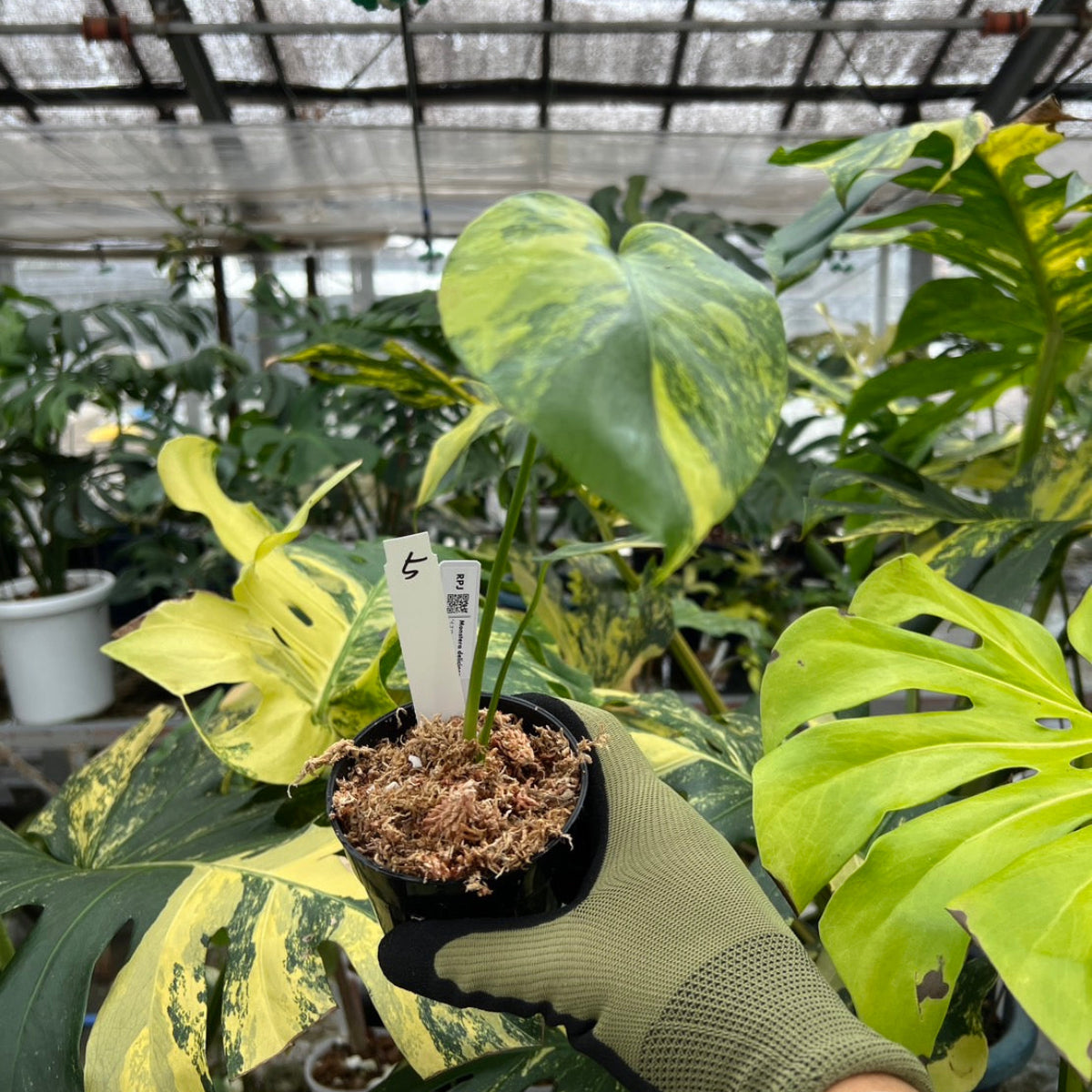 超希少】モンステラ デリシオーサ イエローマリリン トップカット　2-3芽付き モンステラ・デリシオーサ 'イエローマリリン' 3号 TC株 順化