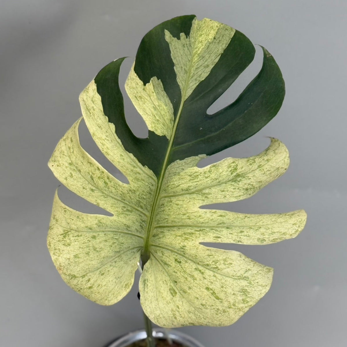 全植物一覧 – Page 2 – RARE PLANTS JAPAN (レアプランツジャパン)