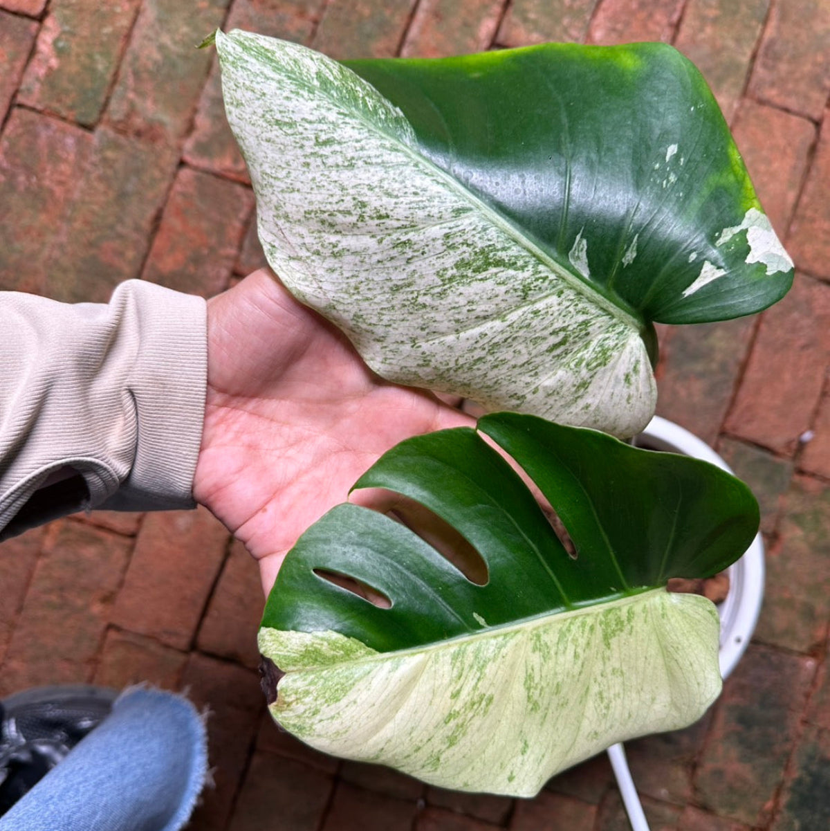 【Live販売】 76番　モンステラ・デリシオーサ 'ホワイトティア'