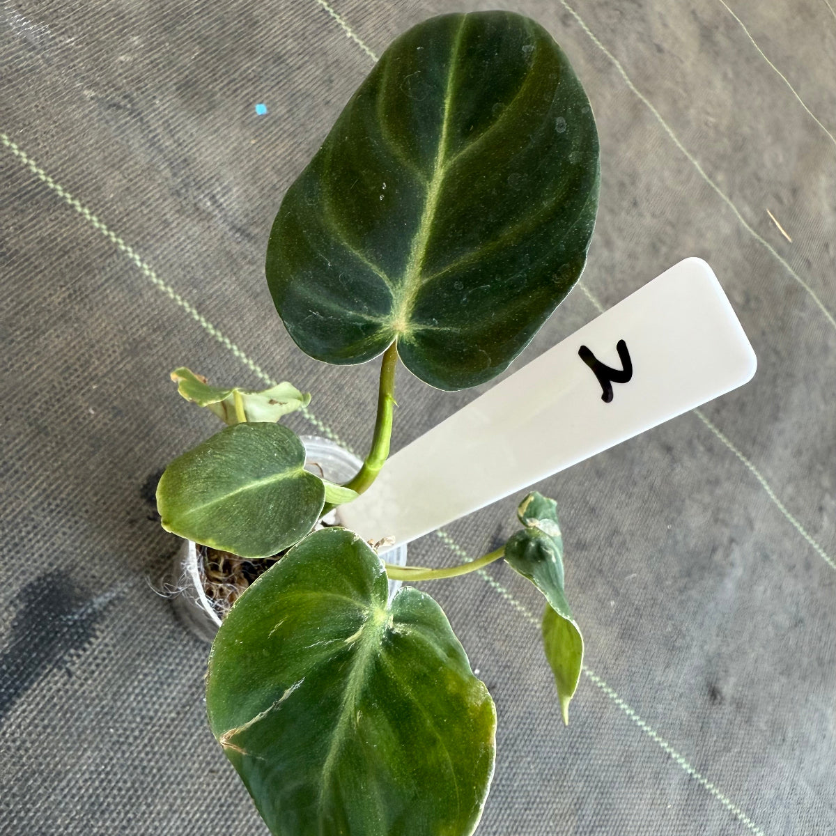 【発売再開】フィロデンドロン　アマゾンサンセット　2号サイズ