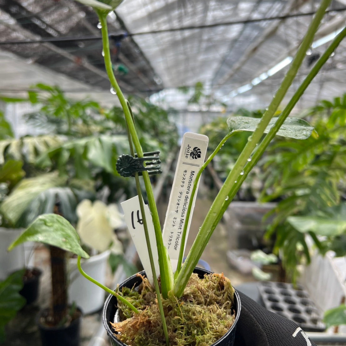 1 順化済み モンステラ デリシオーサ ミント 2号 即日ネコポス発送 1 順化済み モンステラ デリシオーサ ミント 2号 即日ネコポス発送