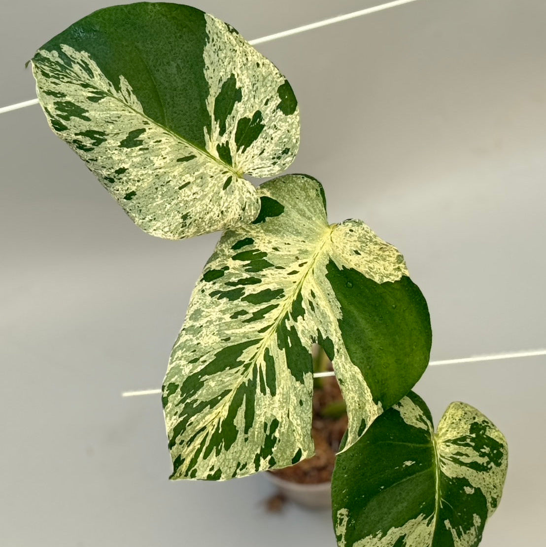 【タイナーセリー直売】 022番　モンステラ・デリシオーサ 'バルバソー'【送料着払い】