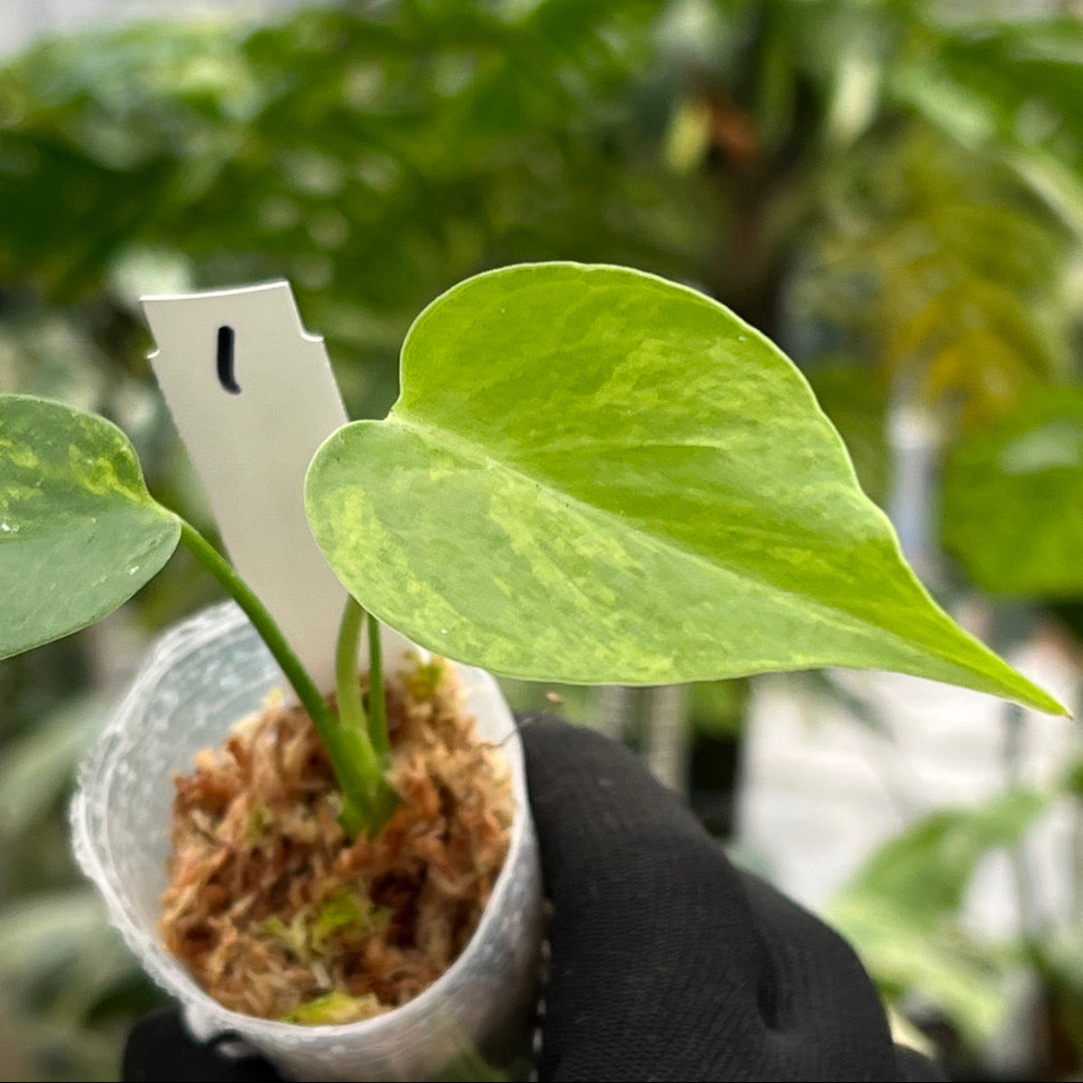 モンステラ・デリシオーサ 'イエローマリリン' 2号 TC株 順化済み