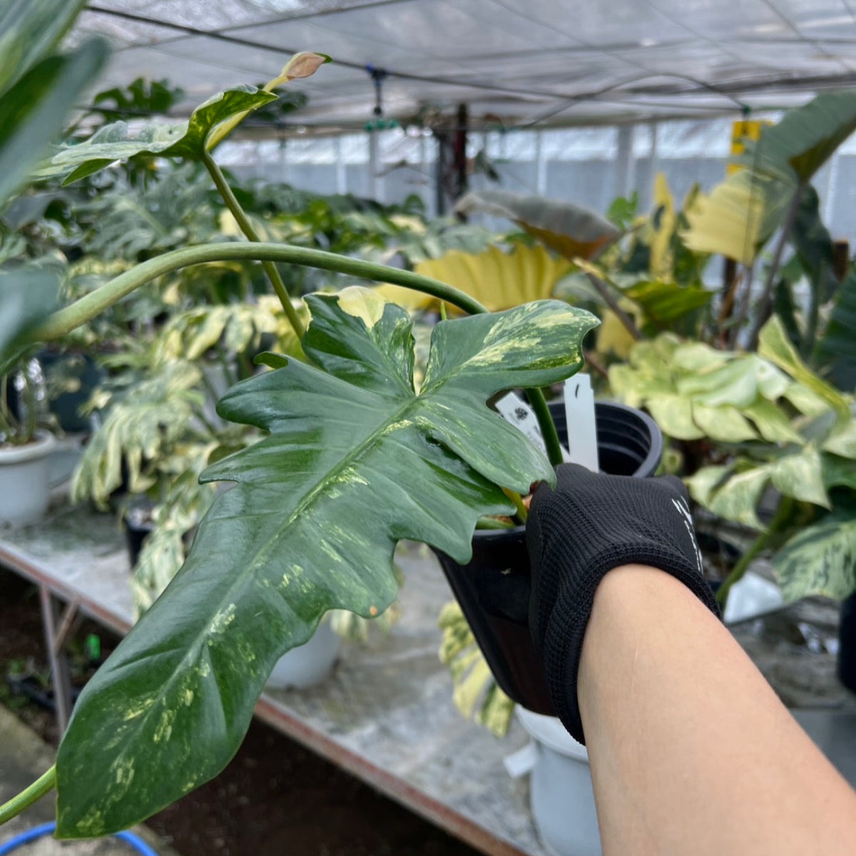 超希少な★フィロデンドロン・キティナ★ 希少/コレクション】新種 フィロデンドロン 'キティナ