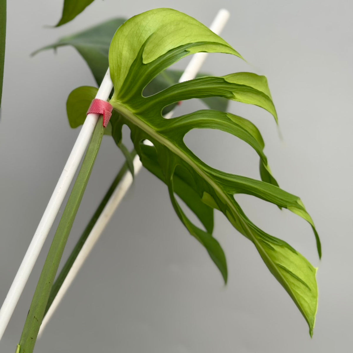 全植物一覧 – RARE PLANTS JAPAN (レアプランツジャパン)