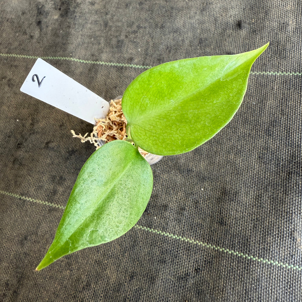 【希少/再入荷】モンステラ・デリシオーサ var.シエラナ 2号サイズ