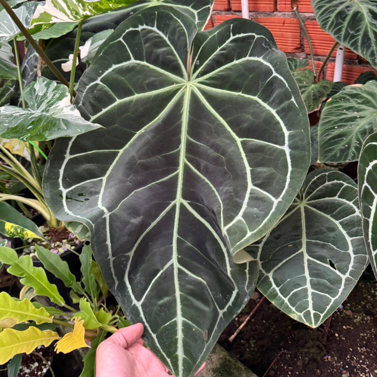 【週末セール】Anthurium 'ロムズブラック'実生 サマーセール】アンスリウム・ミナハサ オリジナル実生 3.5号
