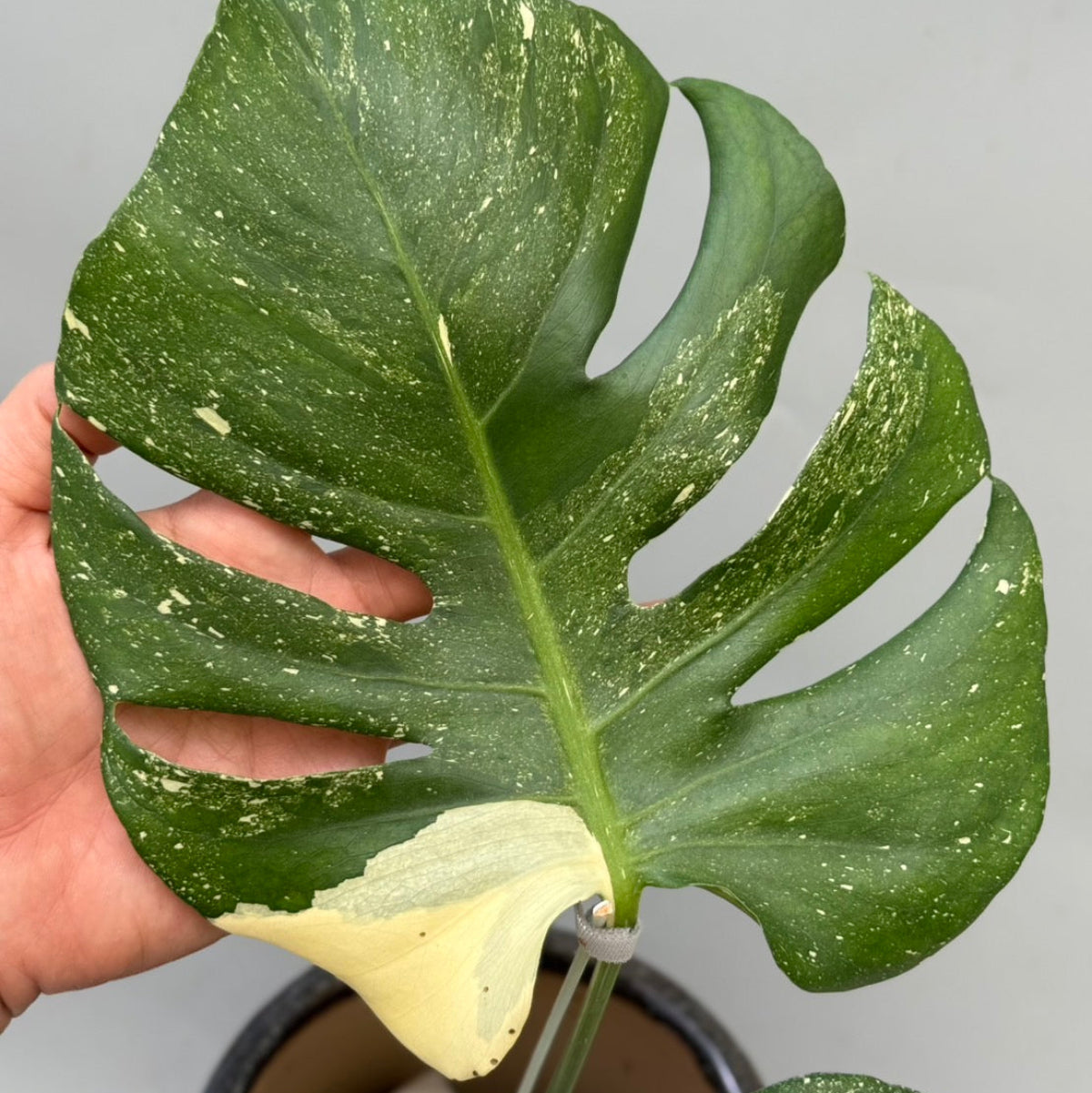 SALE!!! – RARE PLANTS JAPAN (レアプランツジャパン)