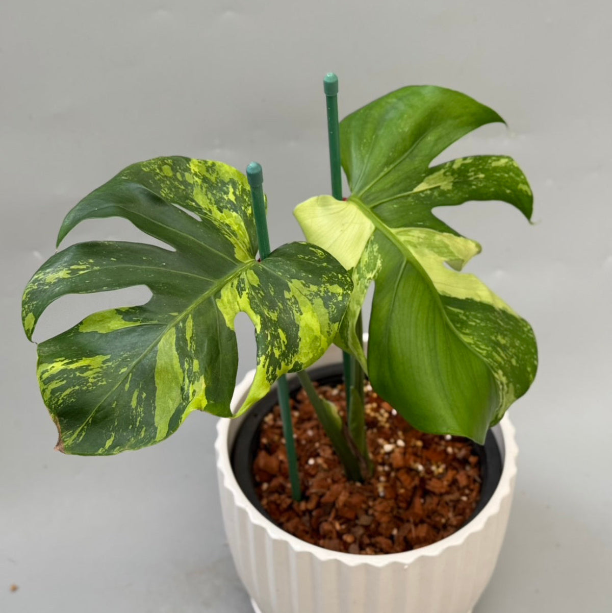 全植物一覧 – RARE PLANTS JAPAN (レアプランツジャパン)