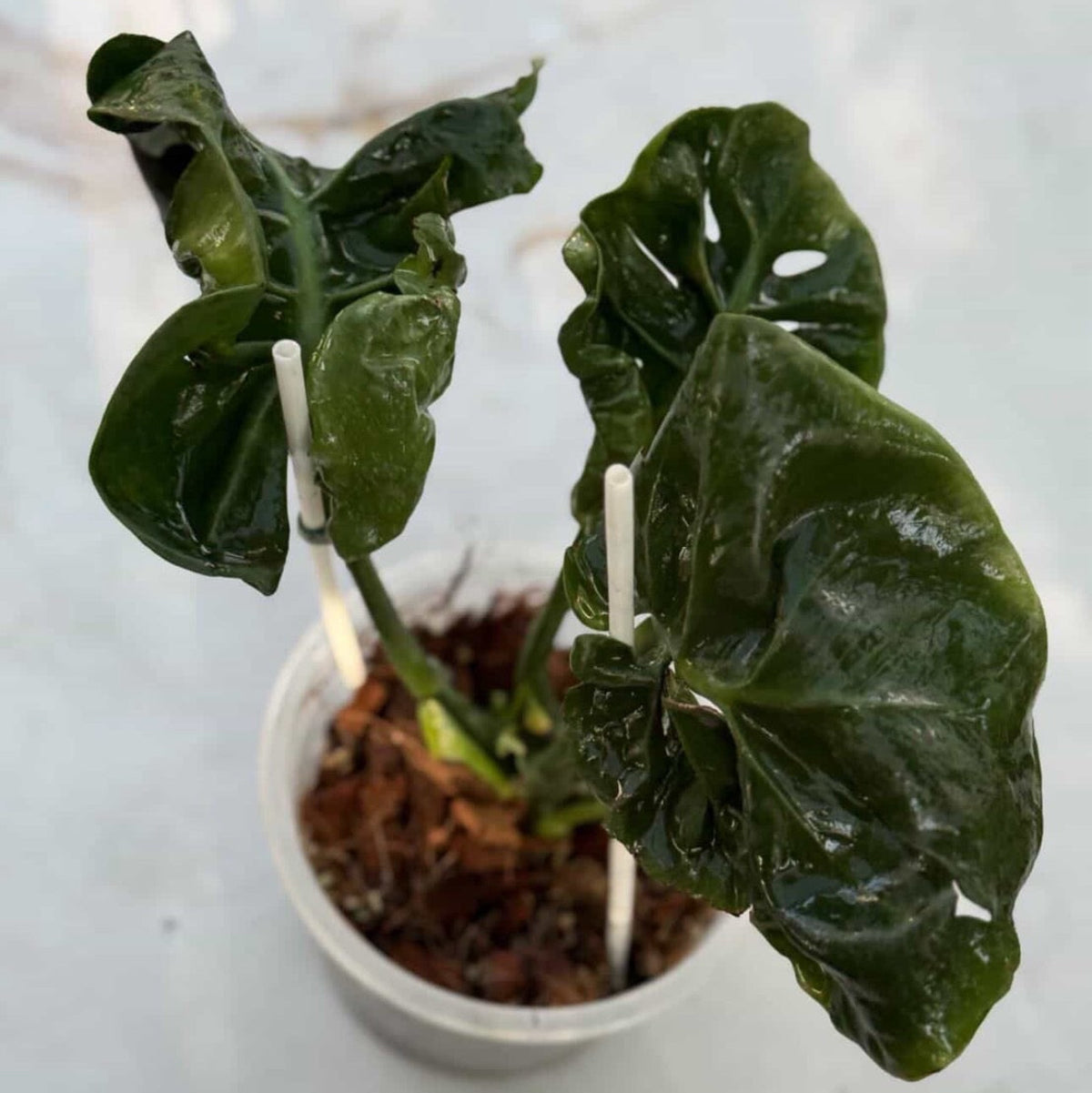 【Live販売】 8番モンステラ・デリシオーサ　'カッバージ'