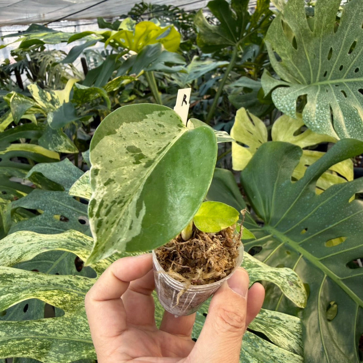 【コレクション】モンステラ・デリシオーサ 'ベトシオーサ'2号サイズ