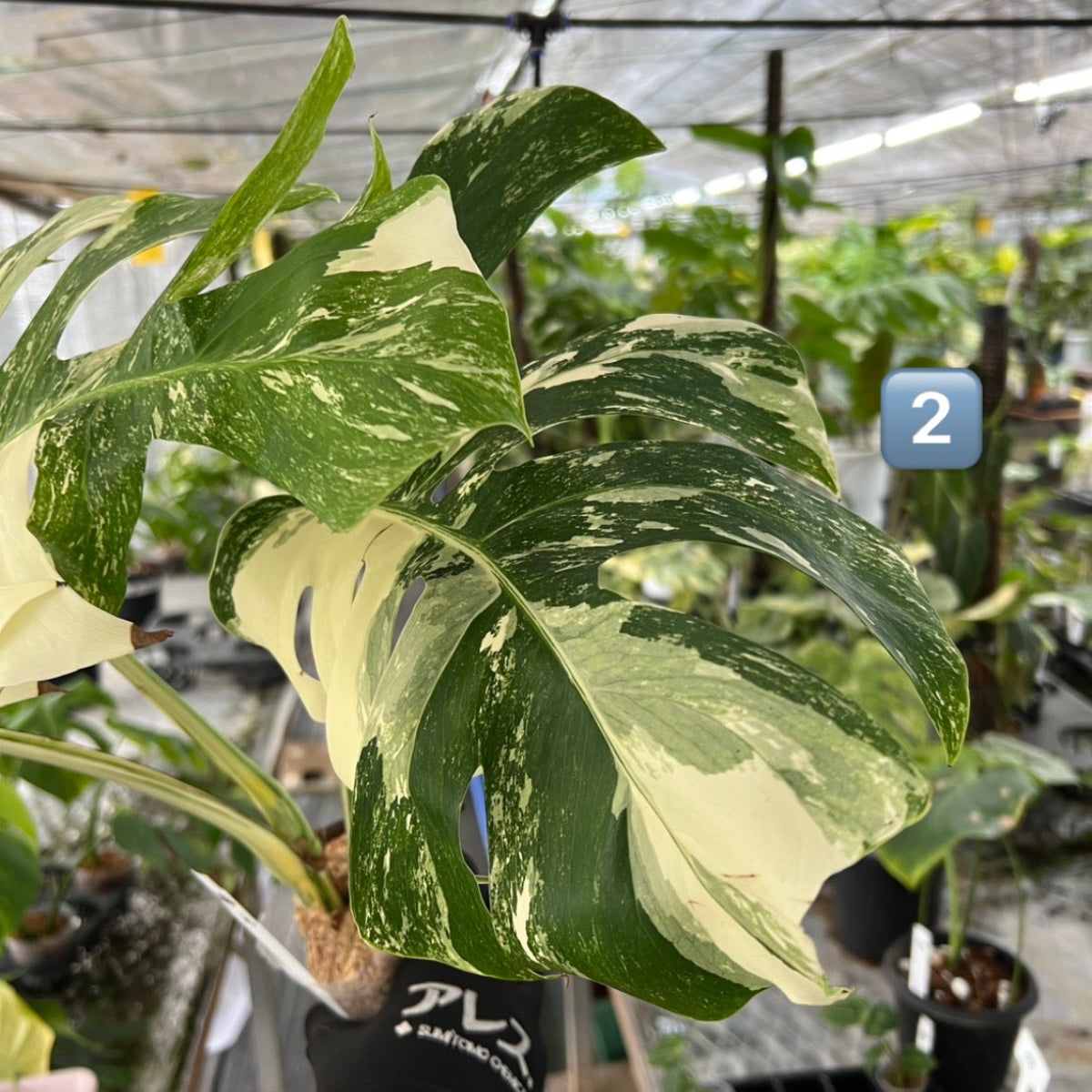 選抜】モンステラ・デリシオーサ var.ボルシギアナ 'アルボ(ホワイト