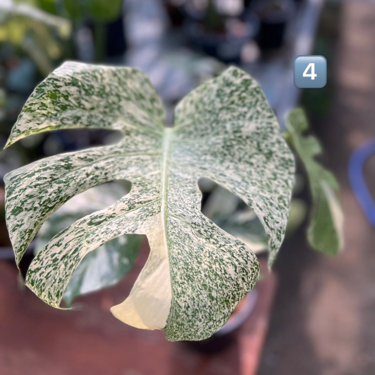 【希少】モンステラ・デリシオーサ　'タイコンステレーション【スターライト】'