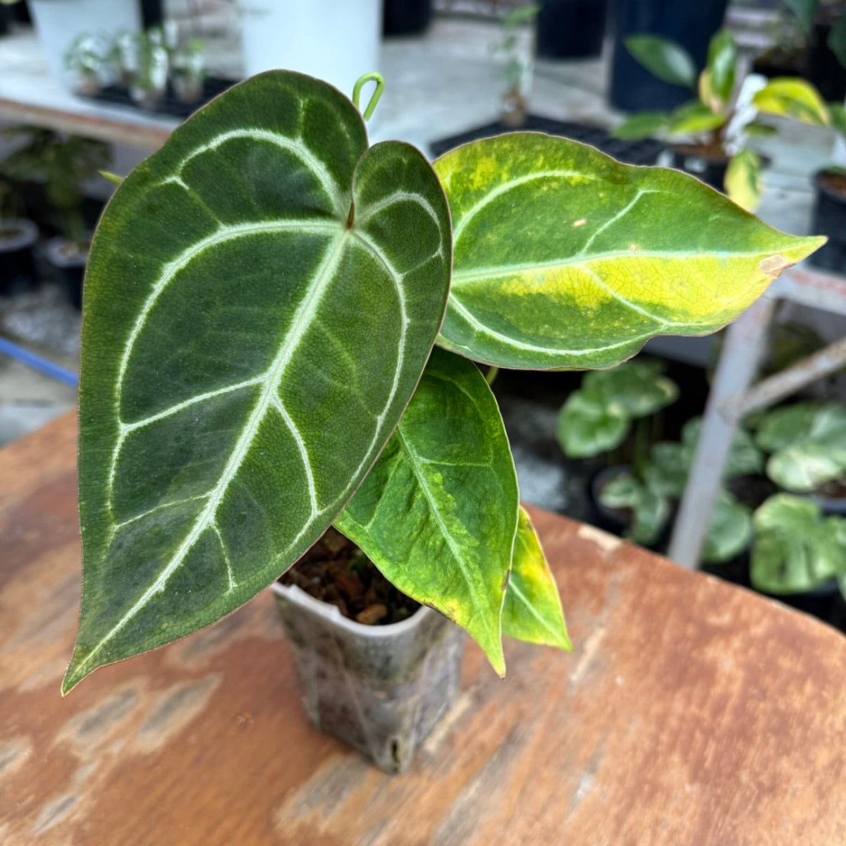 アンスリウム Anthurium – RARE PLANTS JAPAN (レアプランツジャパン)