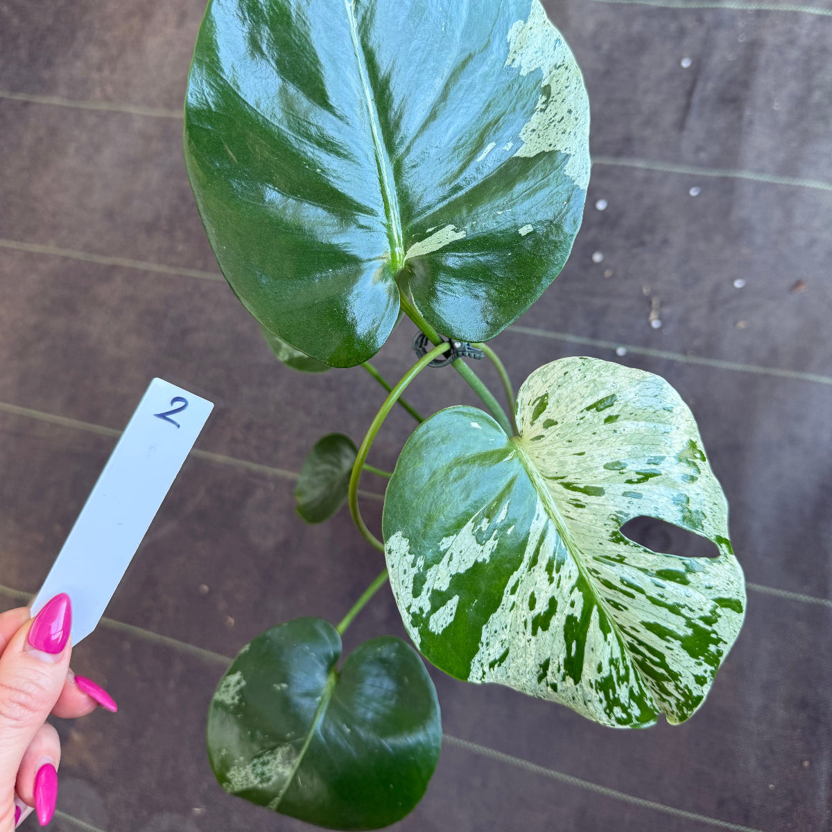 【厳選2株追加】モンステラ・デリシオーサ 'ベトシオーサ'