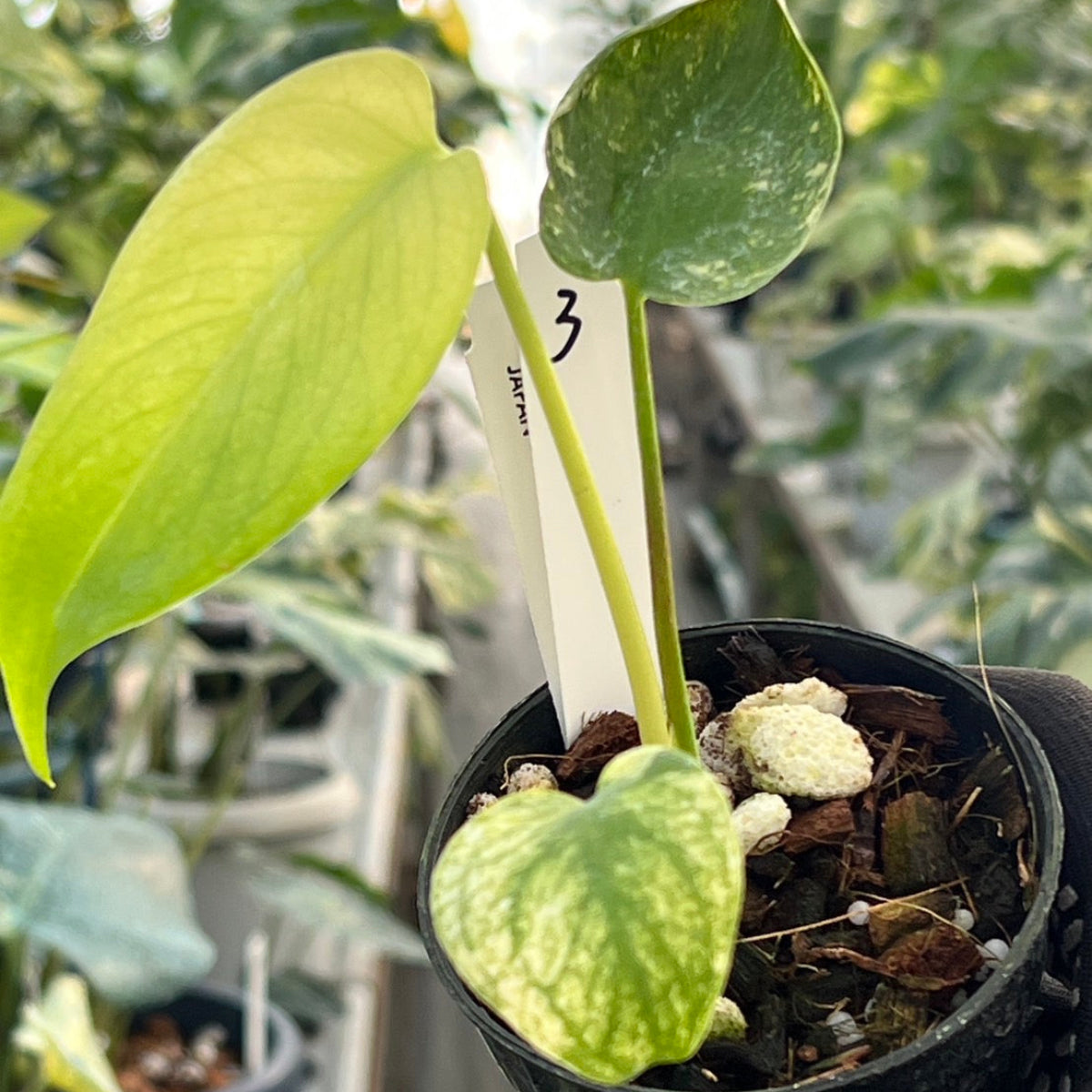 50%OFF【選抜】モンステラ　デリシオーサ 'ホワイトモンスター' 3.5号 TC株