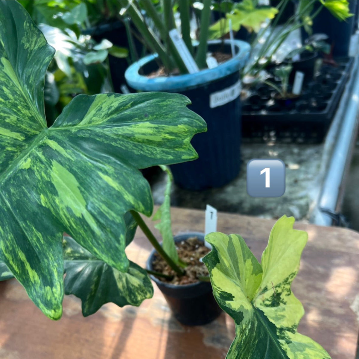 全植物一覧 – RARE PLANTS JAPAN (レアプランツジャパン)