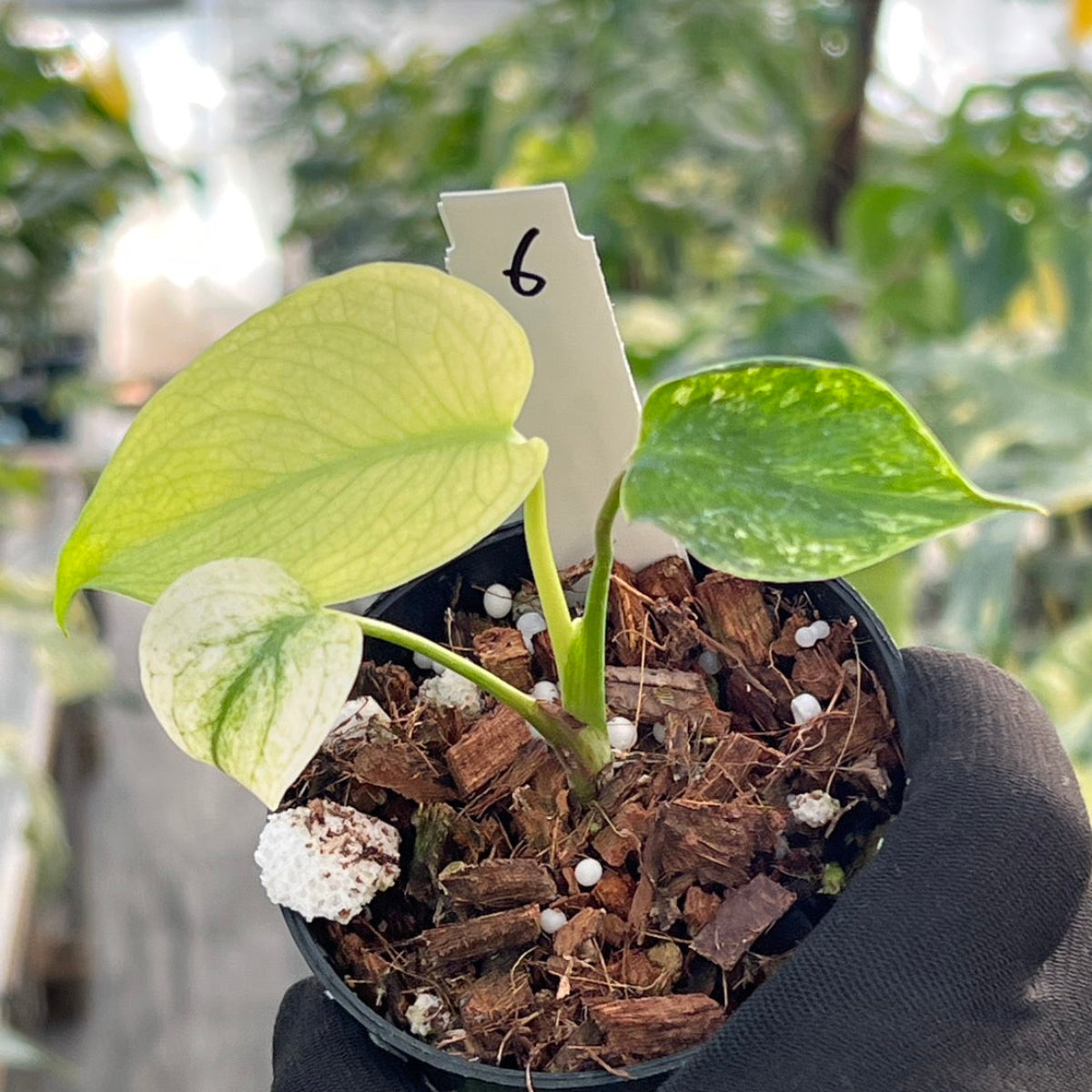 50%OFF【選抜】モンステラ　デリシオーサ 'ホワイトモンスター' 3.5号 TC株