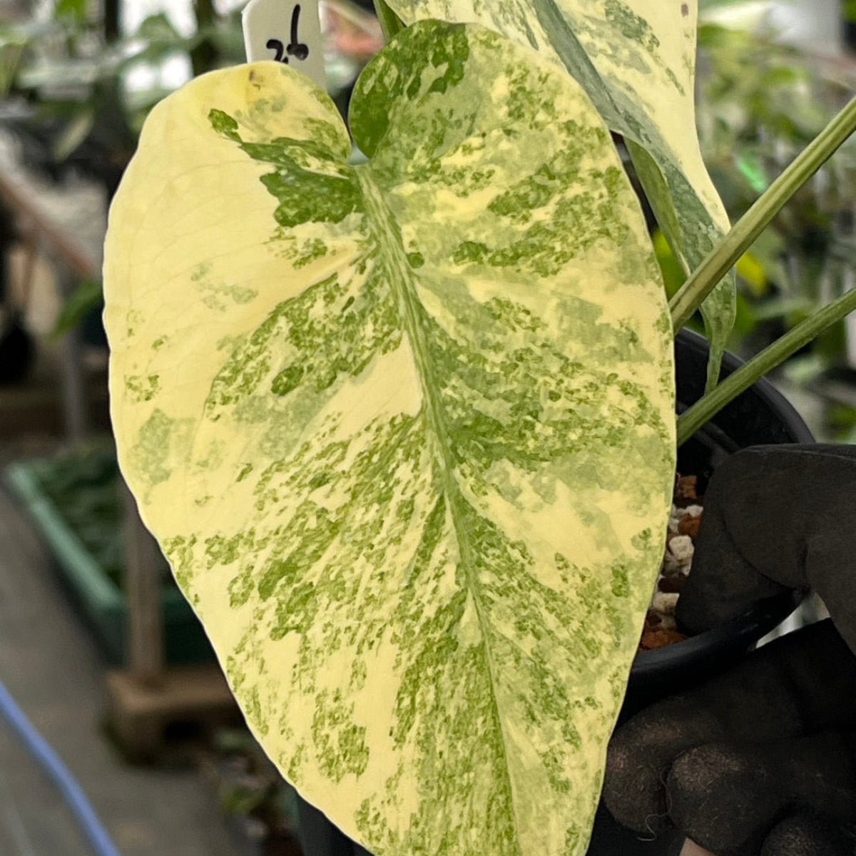 希少／カット苗】モンステラ デリシオーサ 'レガシー' 発根確認済