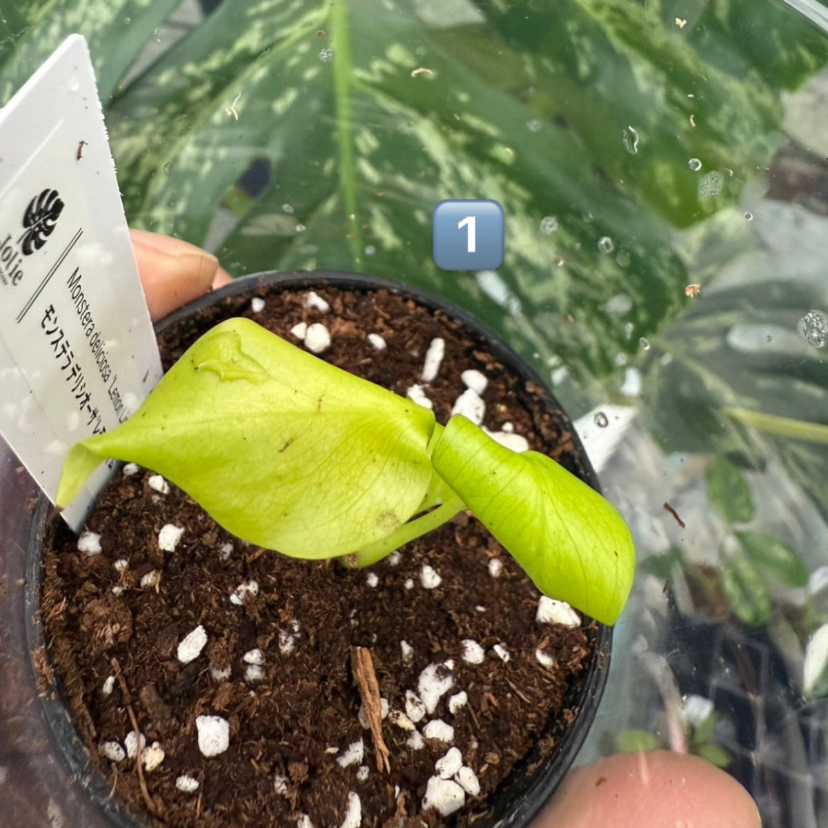 60%OFF【希少/選抜】モンステラ　デリシオーサ 'レモンライム'