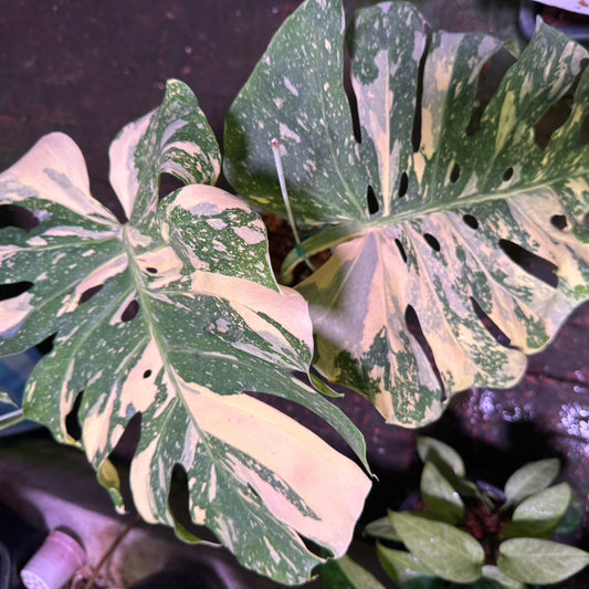 【Live販売】4番　モンステラ・デリシオーサ　'イエロースター'