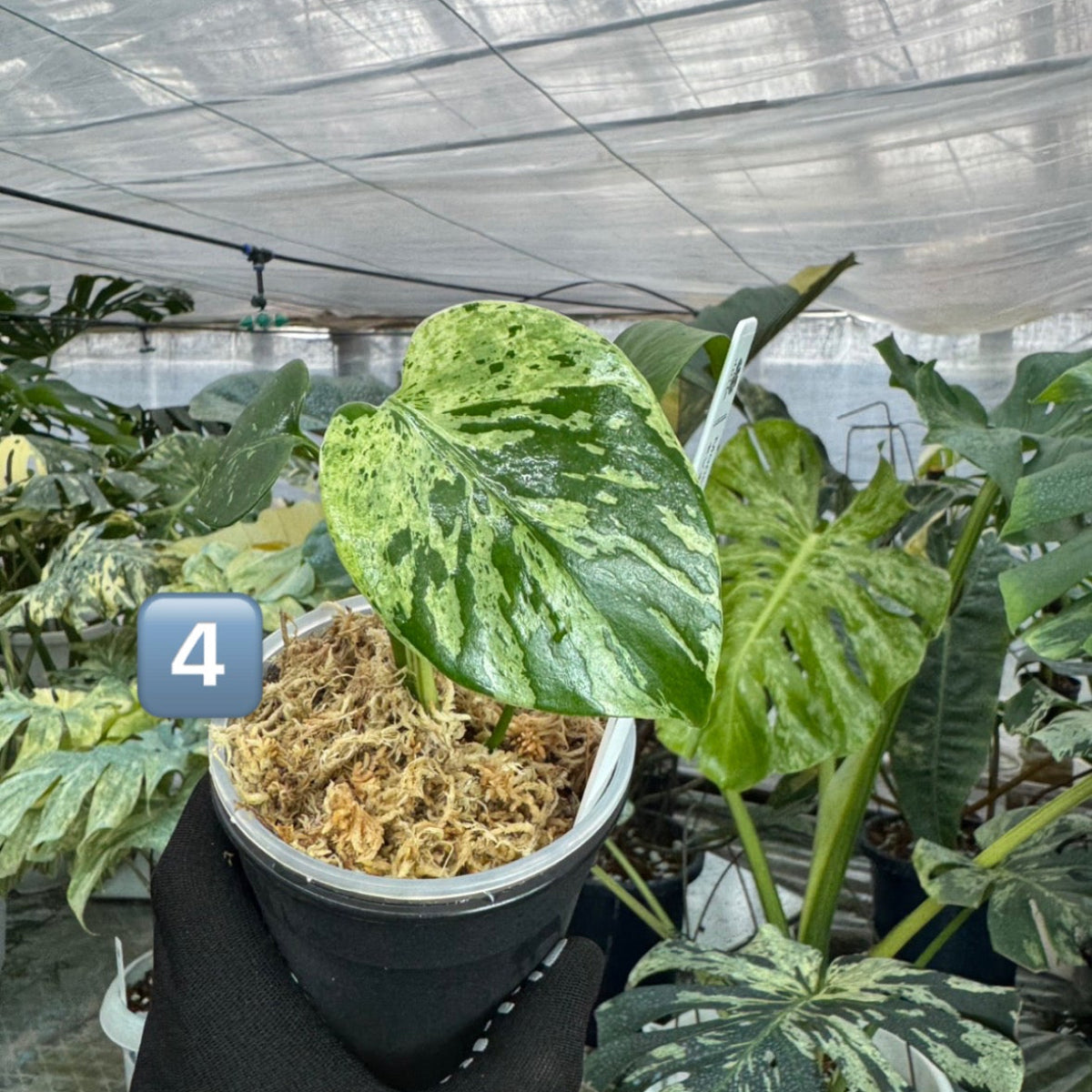 【希少/コレクション】モンステラ・デリシオーサ 'ベトシオーサ' TC苗順化済み