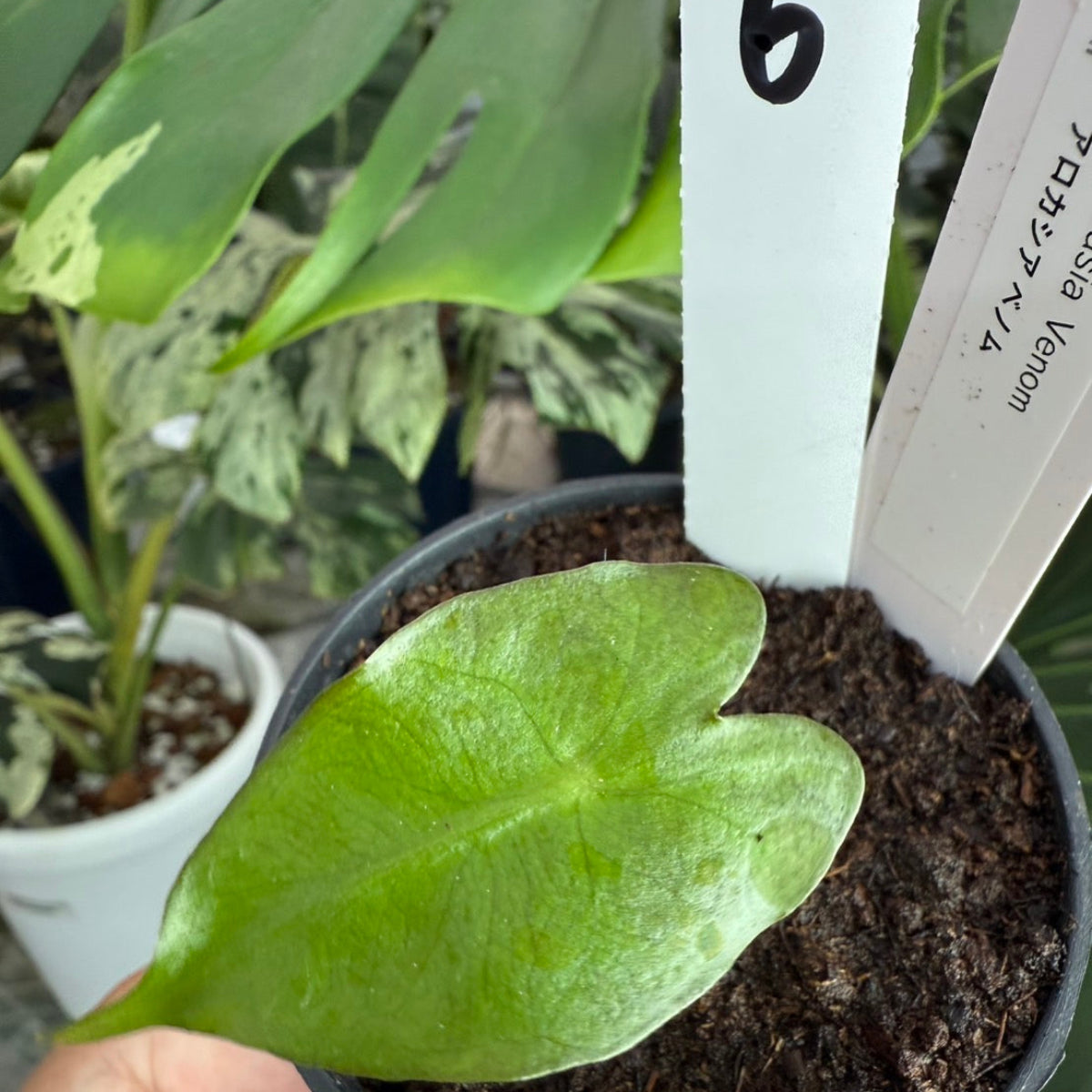 希少】アロカシア 'ベノム(ヴェノム)' 順化済み – RARE PLANTS JAPAN