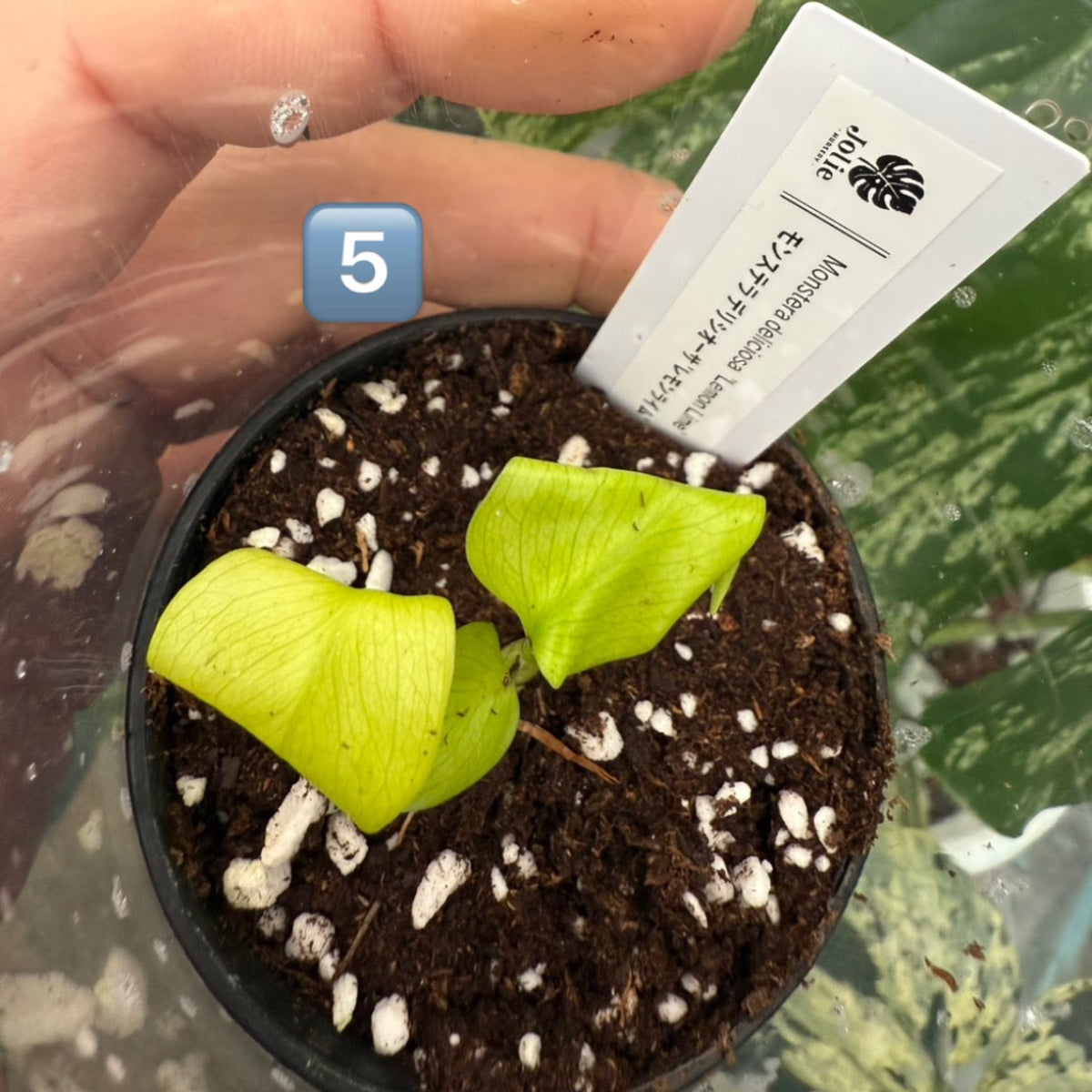 60%OFF【希少/選抜】モンステラ　デリシオーサ 'レモンライム'