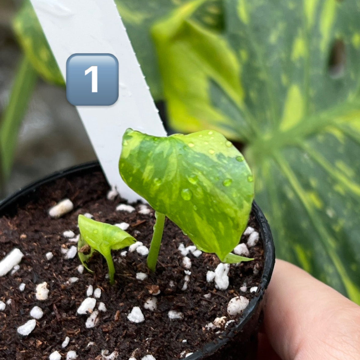 k*o様 14 モンステラ デリシオーサ エレクトロライトキング TC苗 元気