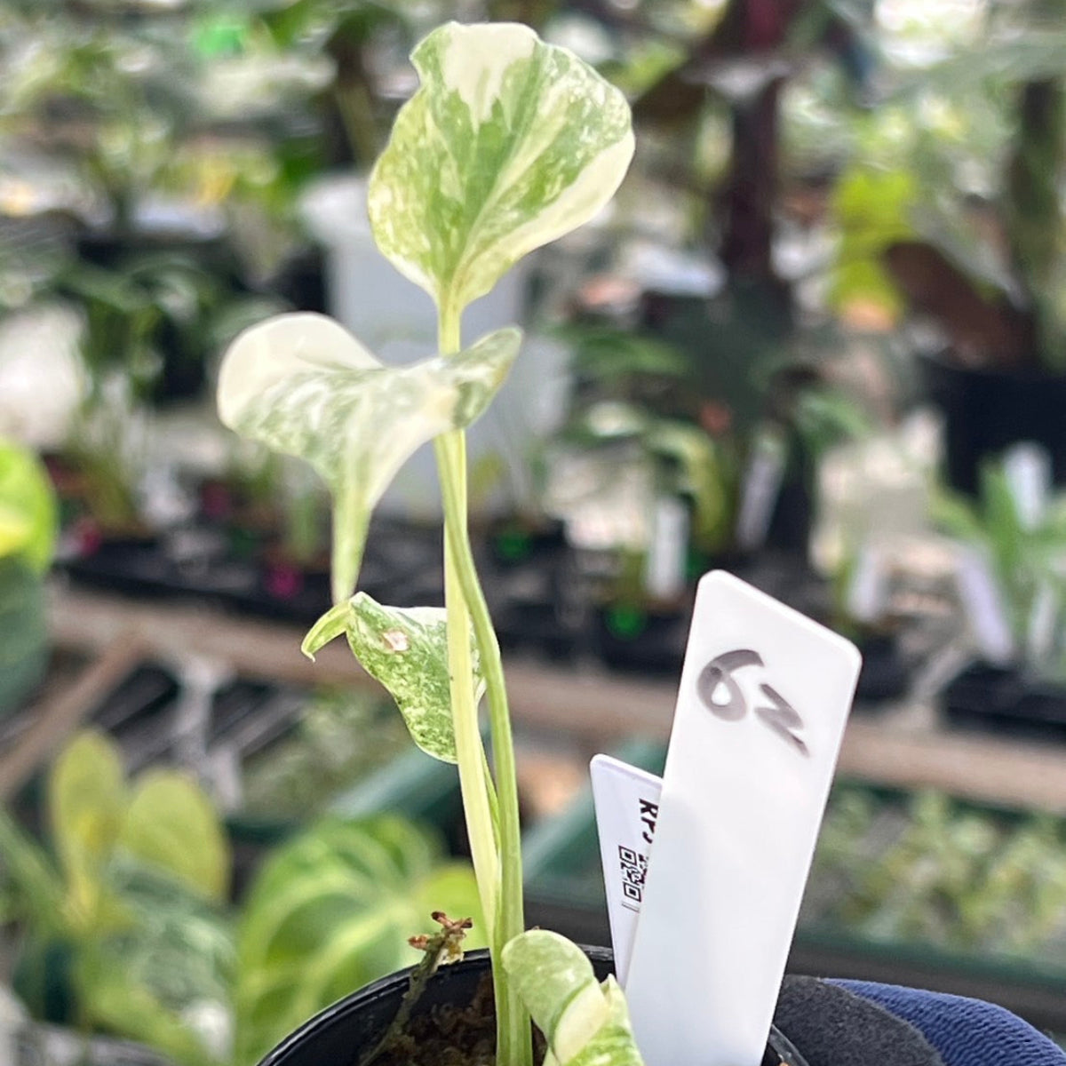 【シロウト園芸選抜株2号サイズ】モンステラ・デリシオーサ　'タイコンステレーション'